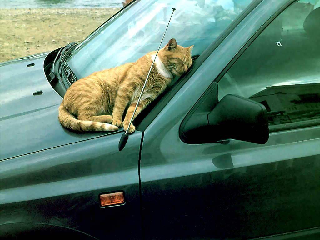 Gatti (110)